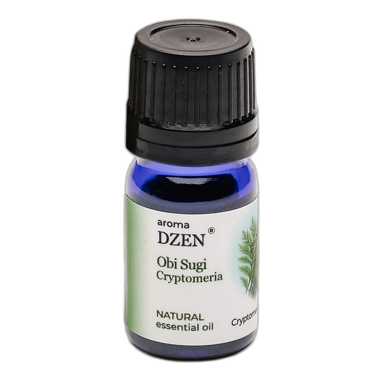 OBI SUGI (CRYPTOMERIA) — изображение 2